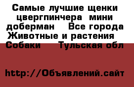 Самые лучшие щенки цвергпинчера (мини доберман) - Все города Животные и растения » Собаки   . Тульская обл.